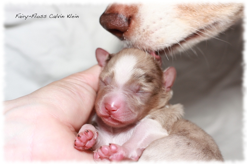 Mini Aussie Welpen - Mini Aussie Züchter - Gesunde Mini   Aussies