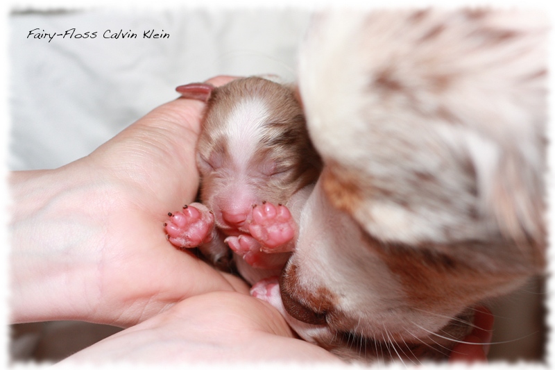 Mini Aussie Welpen - Mini Aussie Züchter - Gesunde Mini   Aussies