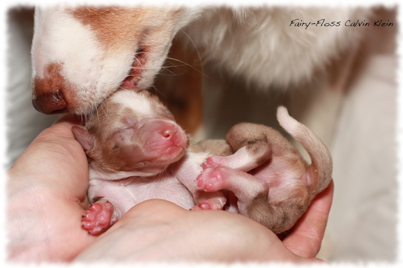 Mini Aussie Welpen - Mini Aussie Züchter - Gesunde Mini   Aussies