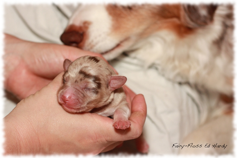 Mini Aussie Welpen - Mini Aussie Züchter - Gesunde Mini   Aussies