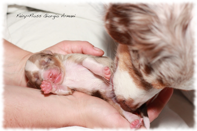 Mini Aussie Welpen - Mini Aussie Züchter - Gesunde Mini   Aussies