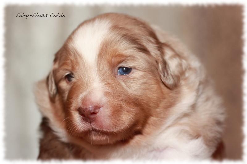 Mini    Aussie Welpen - Mini Aussie Züchter - Gesunde Mini   Aussies