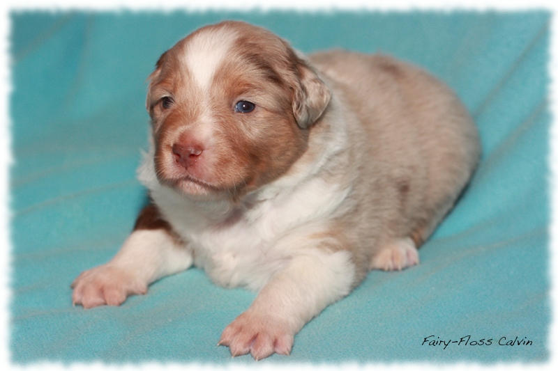 Mini     Aussie Welpen - Mini Aussie Züchter - Gesunde Mini   Aussies