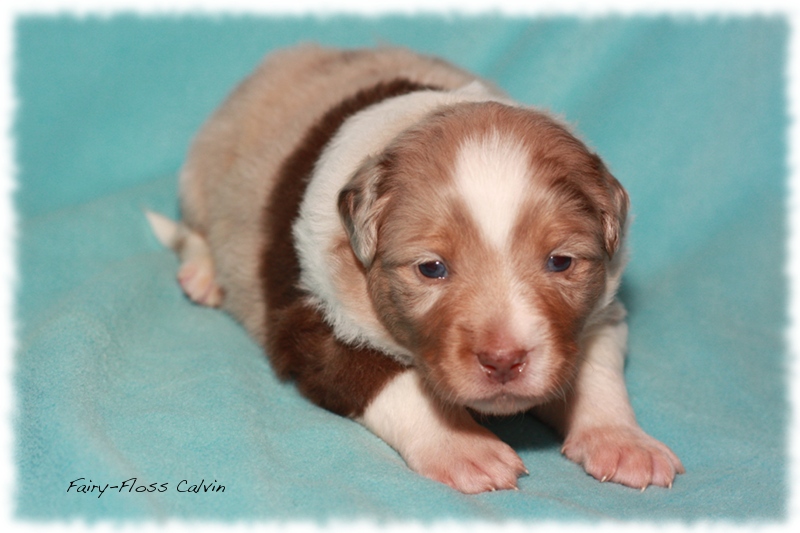 Mini      Aussie Welpen - Mini Aussie Züchter - Gesunde Mini   Aussies