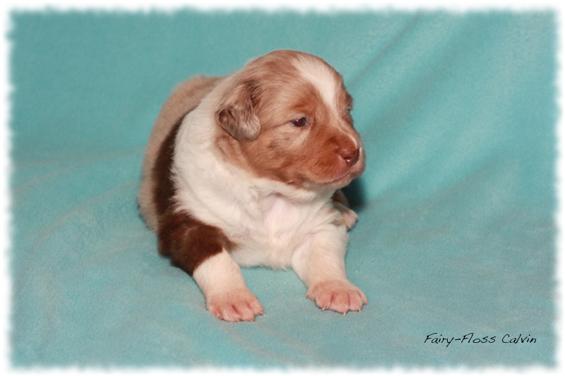 Mini       Aussie Welpen - Mini Aussie Züchter - Gesunde Mini   Aussies