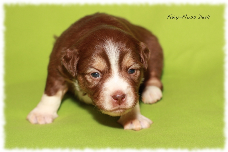 Mini       Aussie Welpen - Mini Aussie Züchter - Gesunde Mini   Aussies