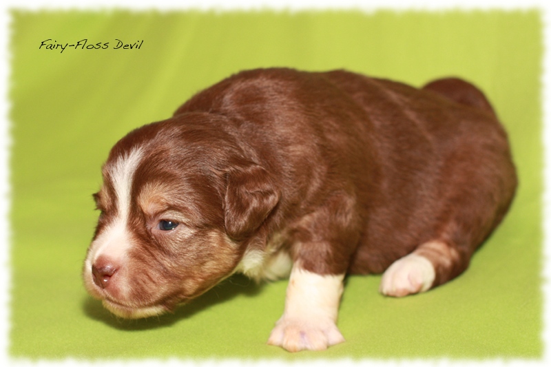 Mini         Aussie Welpen - Mini Aussie Züchter - Gesunde Mini   Aussies