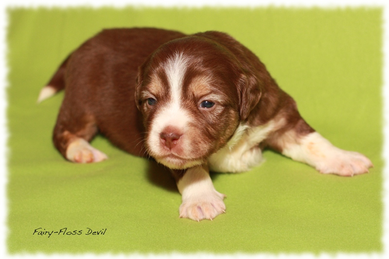 Mini          Aussie Welpen - Mini Aussie Züchter - Gesunde Mini   Aussies