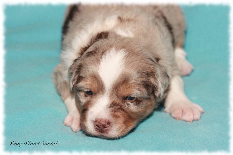 Mini  Aussie Welpen - Mini Aussie Züchter - Gesunde Mini   Aussies