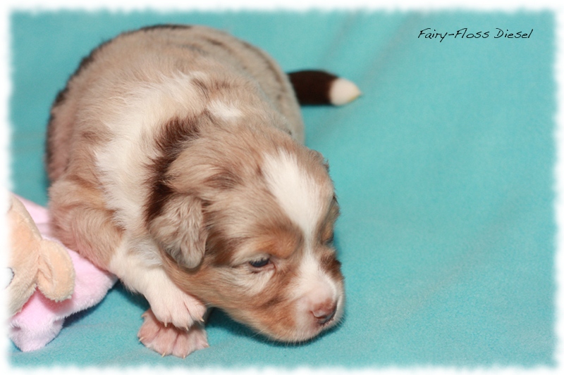 Mini   Aussie Welpen - Mini Aussie Züchter - Gesunde Mini   Aussies