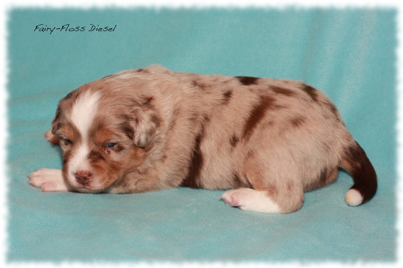 Mini   Aussie Welpen - Mini Aussie Züchter - Gesunde Mini   Aussies