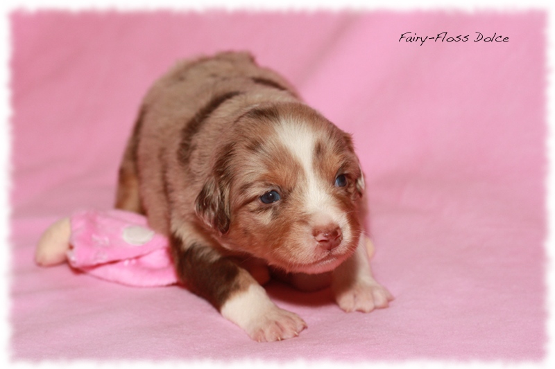 Mini             Aussie Welpen - Mini Aussie Züchter - Gesunde Mini    Aussies