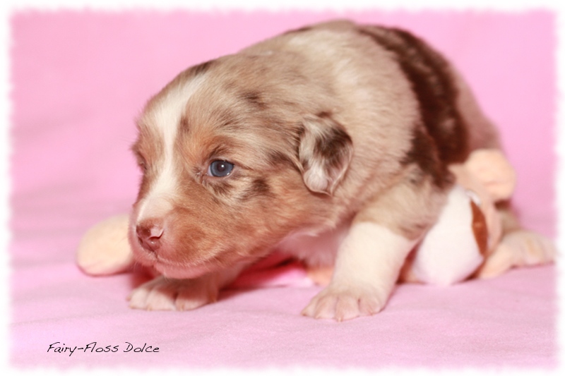 Mini               Aussie Welpen - Mini Aussie Züchter - Gesunde Mini     Aussies