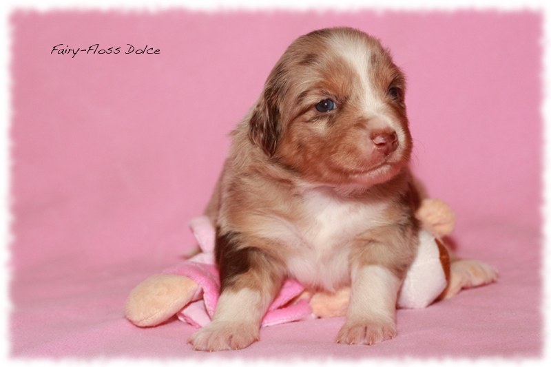 Mini               Aussie Welpen - Mini Aussie Züchter - Gesunde Mini     Aussies