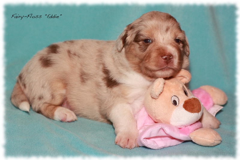 Mini    Aussie Welpen - Mini Aussie Züchter - Gesunde Mini   Aussies