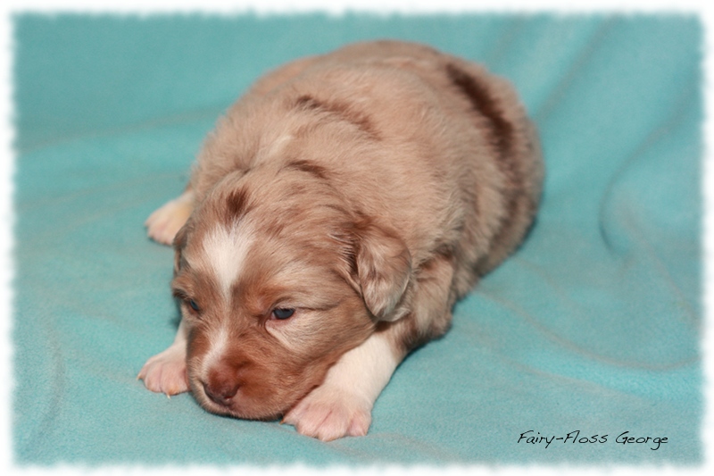 Mini          Aussie Welpen - Mini Aussie Züchter - Gesunde Mini   Aussies