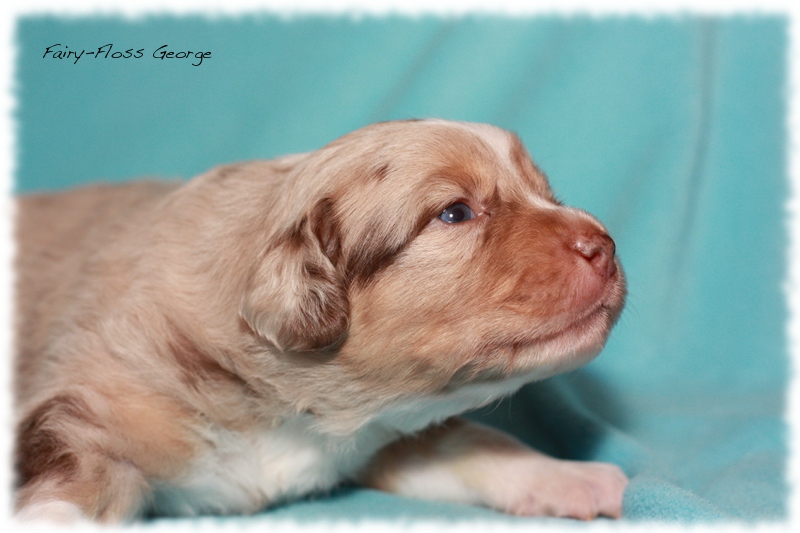 Mini           Aussie Welpen - Mini Aussie Züchter - Gesunde Mini   Aussies