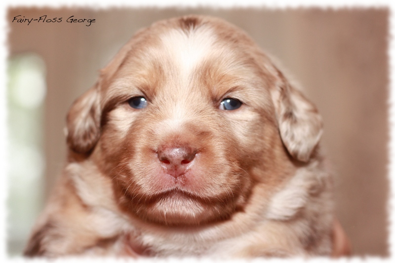 Mini           Aussie Welpen - Mini Aussie Züchter - Gesunde Mini   Aussies