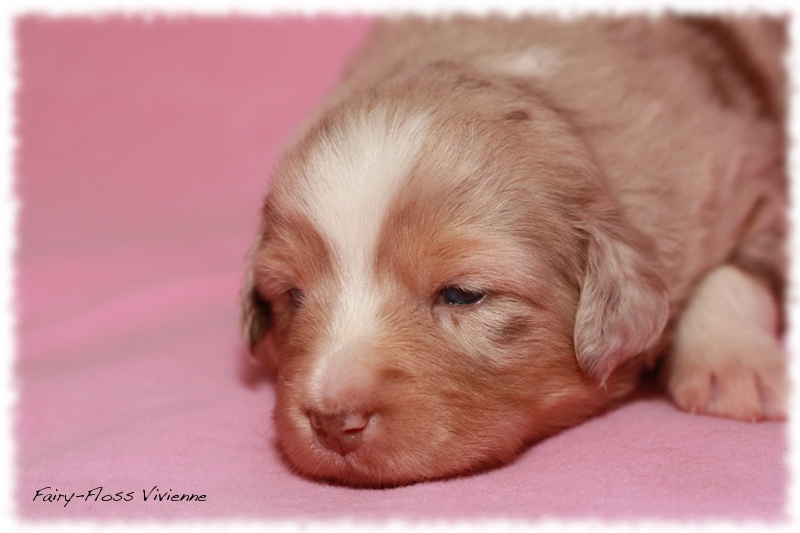 Mini           Aussie Welpen - Mini Aussie Züchter - Gesunde Mini   Aussies