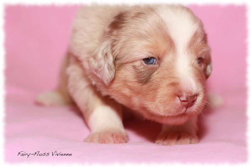 Mini            Aussie Welpen - Mini Aussie Züchter - Gesunde Mini   Aussies