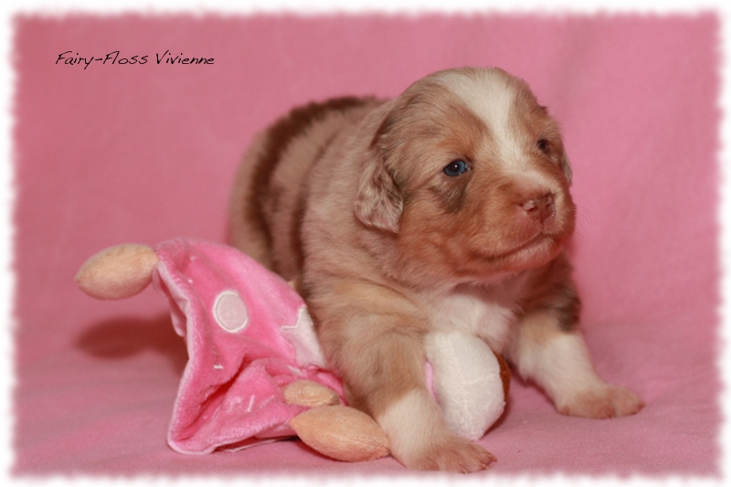Mini             Aussie Welpen - Mini Aussie Züchter - Gesunde Mini    Aussies