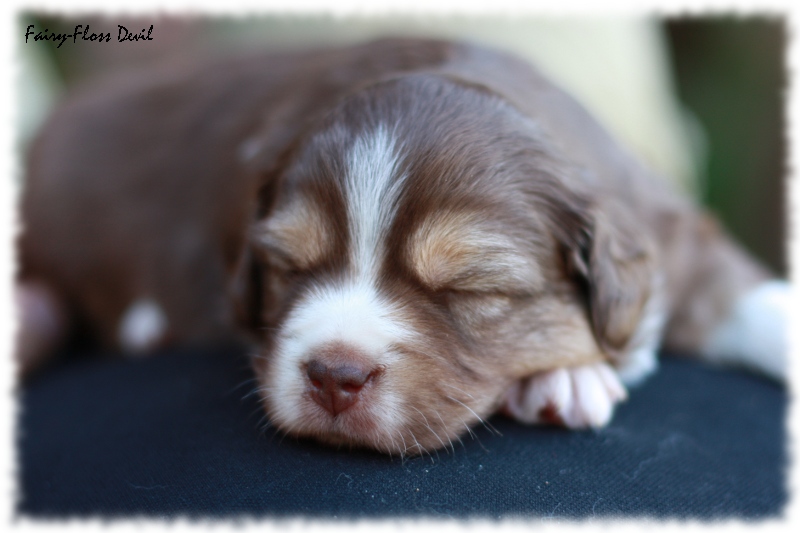 Mini   Aussie Welpen - Mini Aussie Züchter - Gesunde Mini Aussies