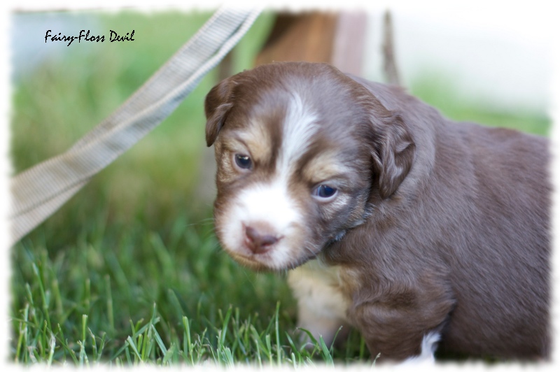 Mini    Aussie Welpen - Mini Aussie Züchter - Gesunde Mini Aussies