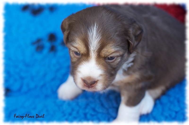 Mini    Aussie Welpen - Mini Aussie Züchter - Gesunde Mini Aussies