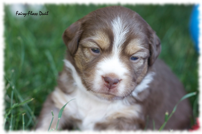 Mini    Aussie Welpen - Mini Aussie Züchter - Gesunde Mini Aussies