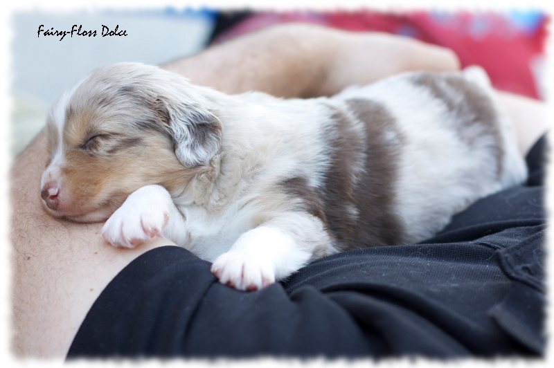 Mini    Aussie Welpen - Mini Aussie Züchter - Gesunde Mini Aussies