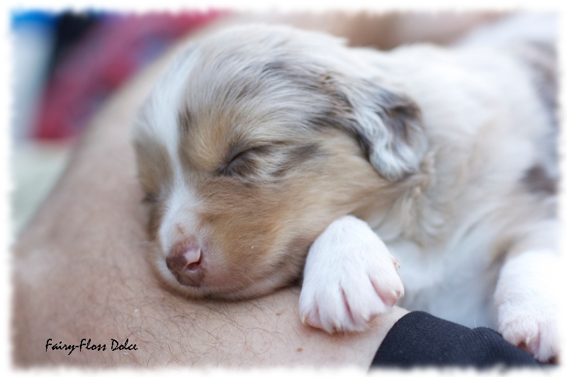 Mini    Aussie Welpen - Mini Aussie Züchter - Gesunde Mini Aussies