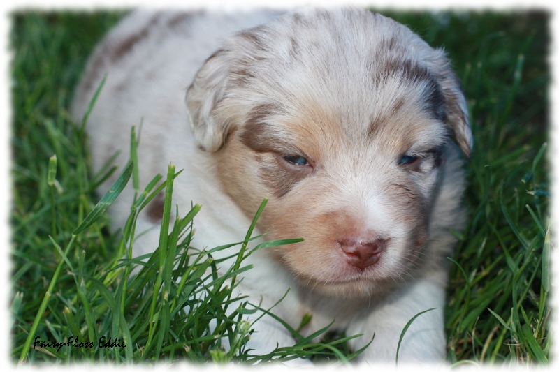 Mini     Aussie Welpen - Mini Aussie Züchter - Gesunde Mini Aussies