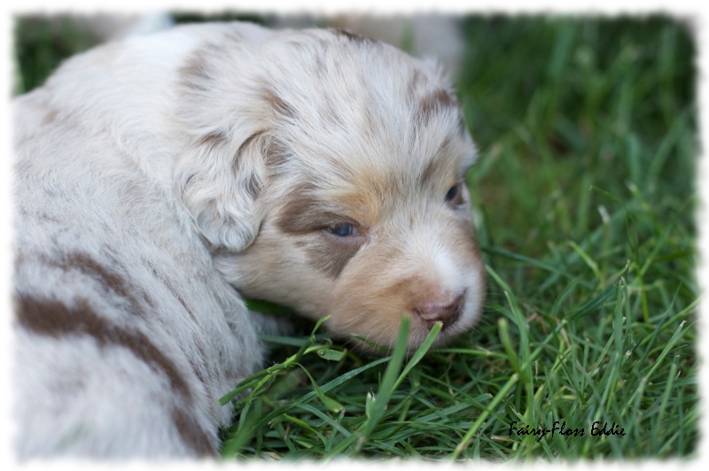 Mini      Aussie Welpen - Mini Aussie Züchter - Gesunde Mini Aussies