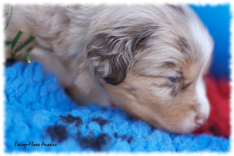 Mini Aussie Welpen - Mini Aussie Züchter - Gesunde Mini Aussies