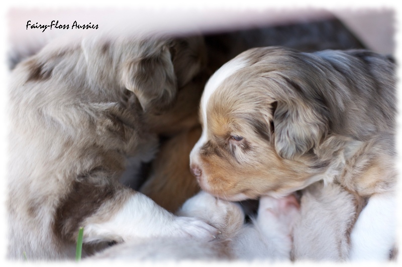 Mini  Aussie Welpen - Mini Aussie Züchter - Gesunde Mini Aussies