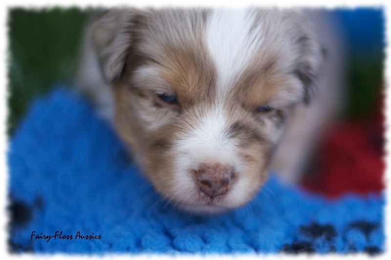 Mini   Aussie Welpen - Mini Aussie Züchter - Gesunde Mini Aussies