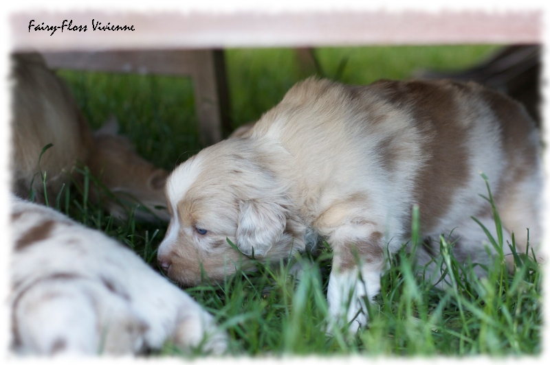 Mini       Aussie Welpen - Mini Aussie Züchter - Gesunde Mini Aussies