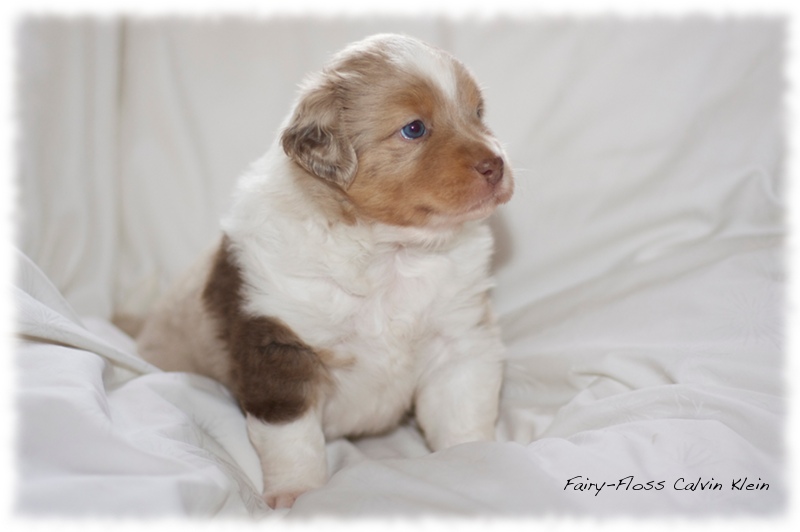 Mini      Aussie Welpen - Mini Aussie Züchter - Gesunde Mini   Aussies