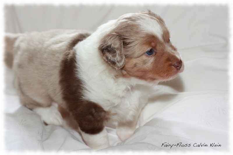 Mini      Aussie Welpen - Mini Aussie Züchter - Gesunde Mini   Aussies