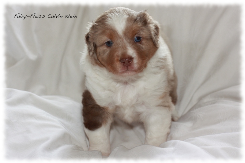 Mini      Aussie Welpen - Mini Aussie Züchter - Gesunde Mini   Aussies