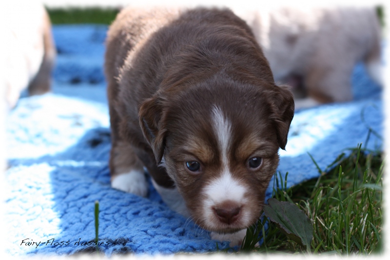 Mini        Aussie Welpen - Mini Aussie Züchter - Gesunde Mini   Aussies