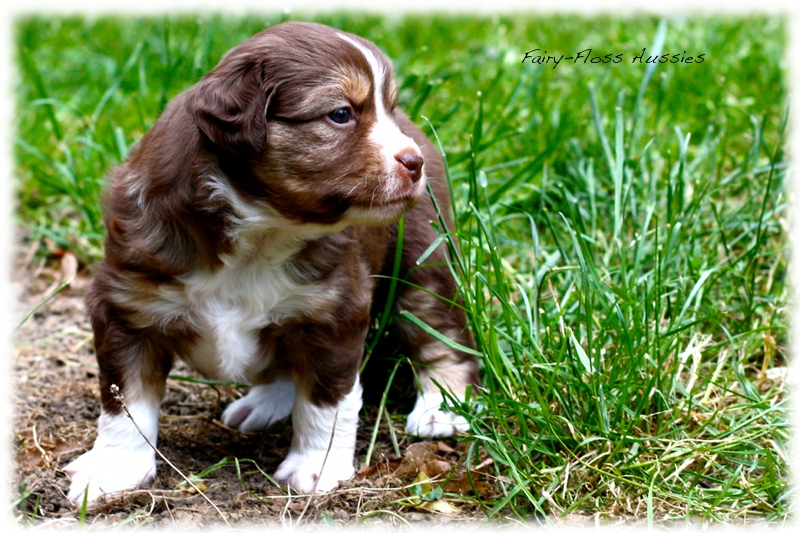 Mini         Aussie Welpen - Mini Aussie Züchter - Gesunde Mini   Aussies