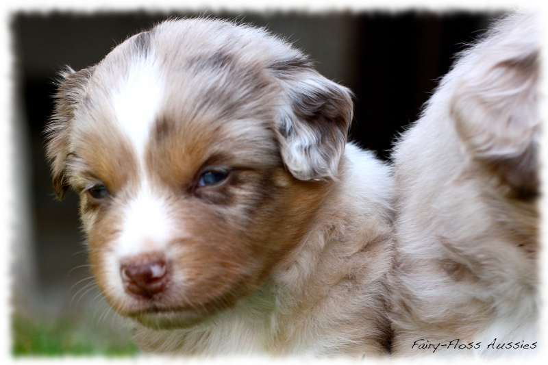 Mini            Aussie Welpen - Mini Aussie Züchter - Gesunde Mini   Aussies