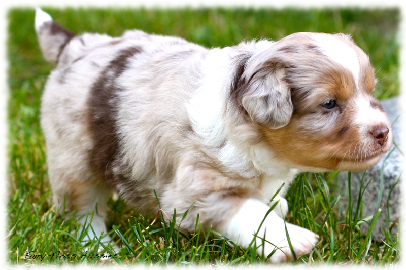 Mini             Aussie Welpen - Mini Aussie Züchter - Gesunde Mini   Aussies