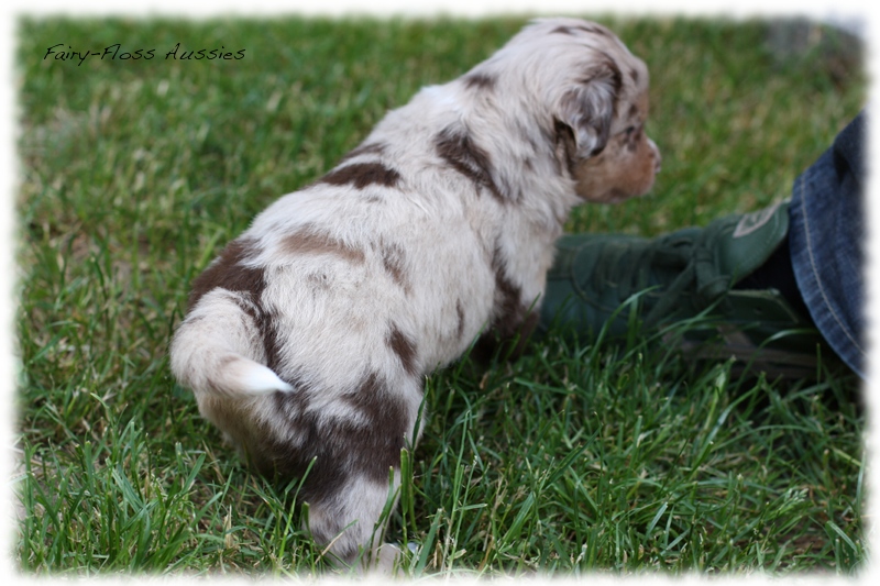 Mini              Aussie Welpen - Mini Aussie Züchter - Gesunde Mini    Aussies