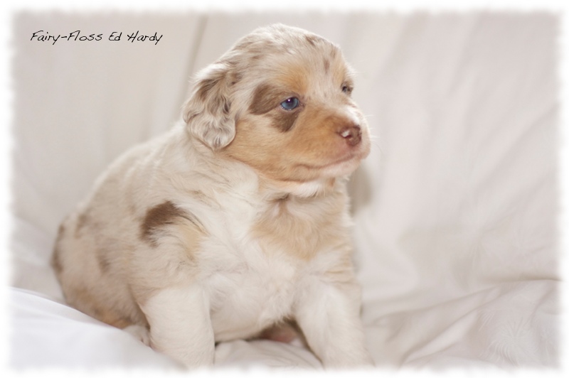 Mini    Aussie Welpen - Mini Aussie Züchter - Gesunde Mini   Aussies