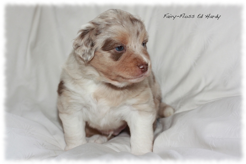 Mini     Aussie Welpen - Mini Aussie Züchter - Gesunde Mini   Aussies