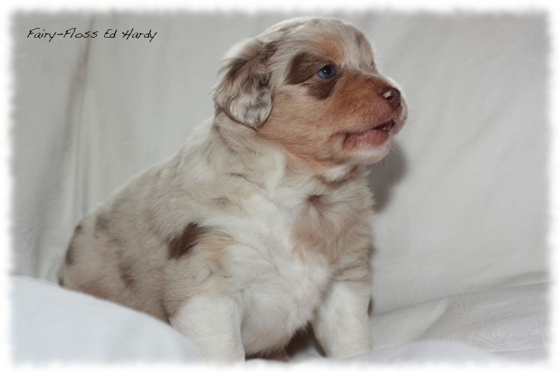 Mini       Aussie Welpen - Mini Aussie Züchter - Gesunde Mini   Aussies