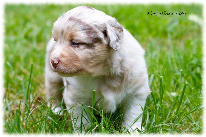 Mini   Aussie Welpen - Mini Aussie Züchter - Gesunde Mini   Aussies