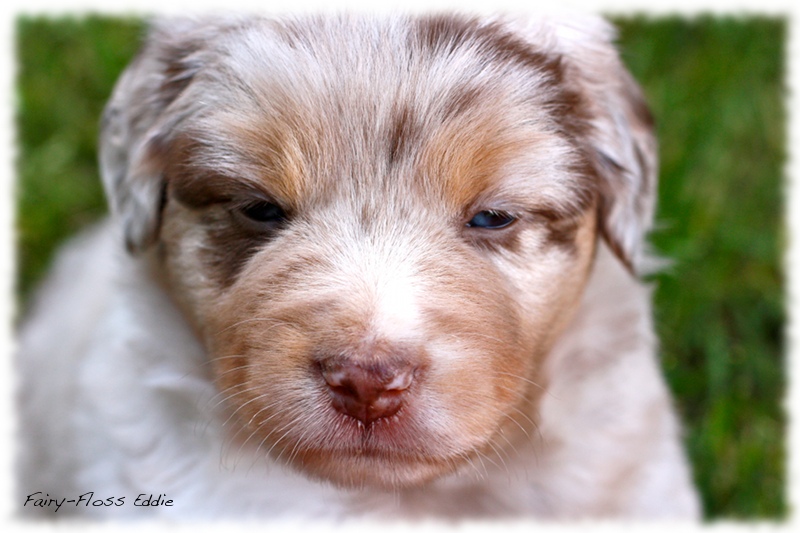 Mini    Aussie Welpen - Mini Aussie Züchter - Gesunde Mini   Aussies